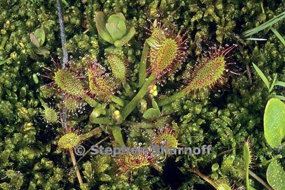 Drosera anglica 1 graphic